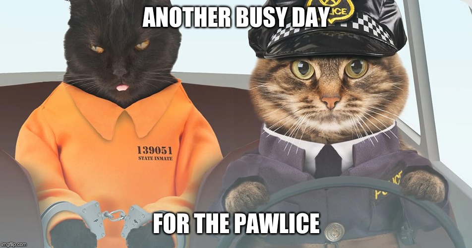 Who says only dogs can be claw enforcement officers? | ANOTHER BUSY DAY; FOR THE PAWLICE | image tagged in memes,cats,police pull over,wrong neighboorhood cats,paw patrol,invicta103 | made w/ Imgflip meme maker