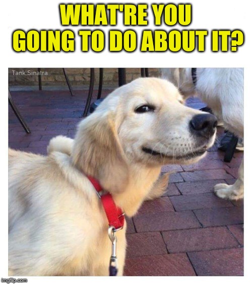 Smiling dog | WHAT'RE YOU GOING TO DO ABOUT IT? | image tagged in smiling dog | made w/ Imgflip meme maker