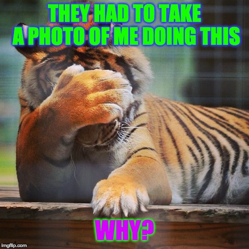 Facepalm Tiger | THEY HAD TO TAKE A PHOTO OF ME DOING THIS; WHY? | image tagged in facepalm tiger | made w/ Imgflip meme maker