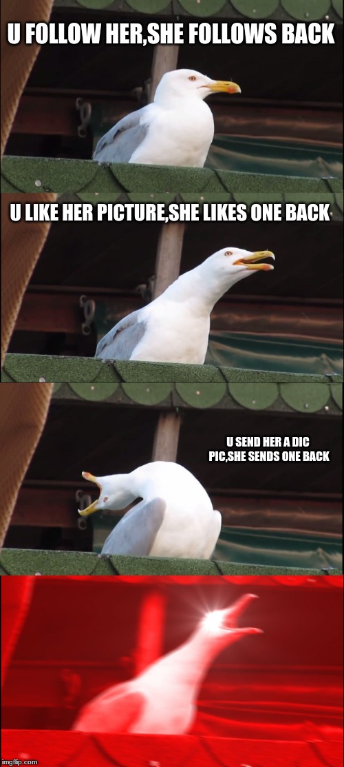 Inhaling Seagull Meme | U FOLLOW HER,SHE FOLLOWS BACK; U LIKE HER PICTURE,SHE LIKES ONE BACK; U SEND HER A DIC PIC,SHE SENDS ONE BACK | image tagged in memes,inhaling seagull | made w/ Imgflip meme maker