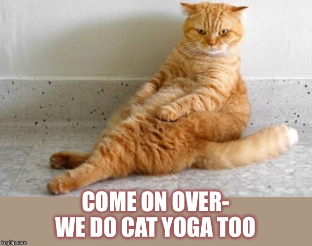 COME ON OVER- WE DO CAT YOGA TOO | made w/ Imgflip meme maker