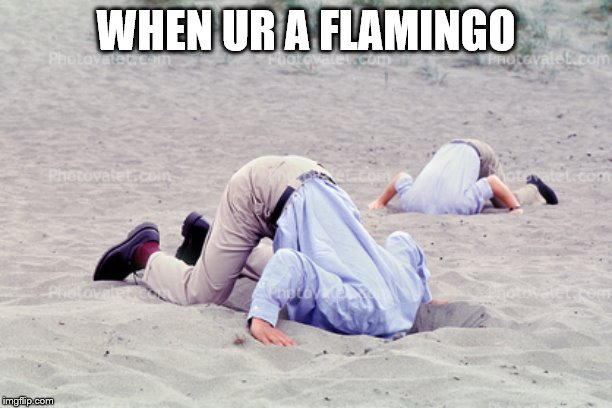 Hillary supporters burying their head in the sand | WHEN UR A FLAMINGO | image tagged in hillary supporters burying their head in the sand | made w/ Imgflip meme maker