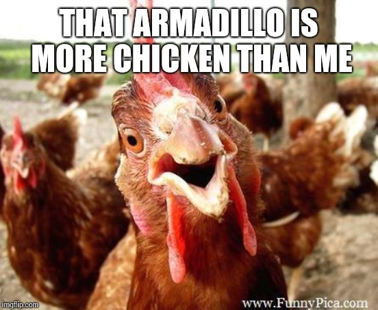 Chicken | THAT ARMADILLO IS MORE CHICKEN THAN ME | image tagged in chicken | made w/ Imgflip meme maker