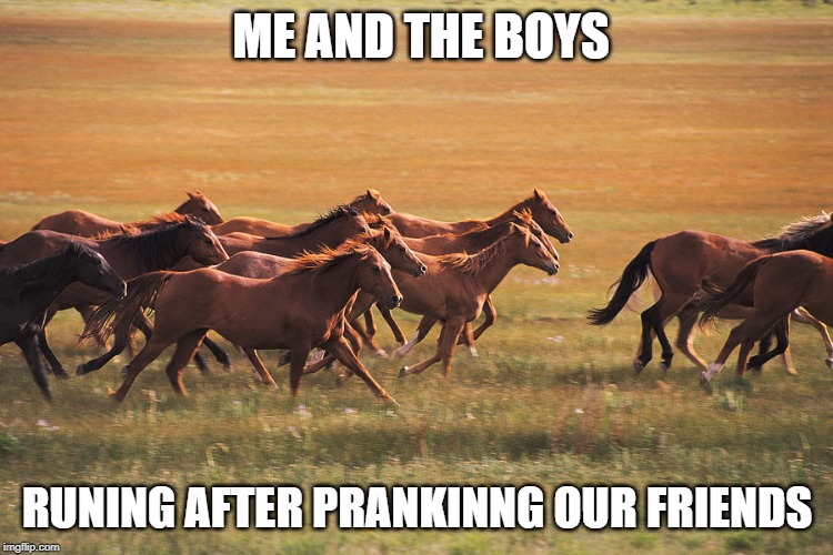 ME AND THE BOYS; RUNING AFTER PRANKINNG OUR FRIENDS | image tagged in funny,cool,horses,prank,internet memes | made w/ Imgflip meme maker