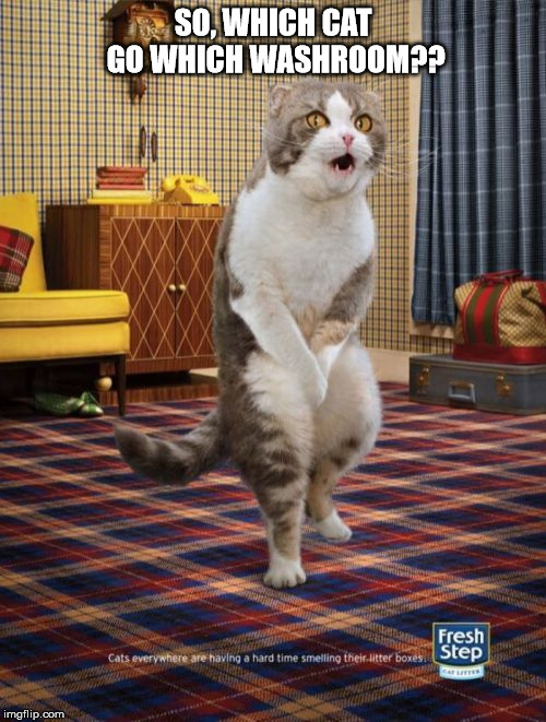 Gotta Go Cat Meme | SO, WHICH CAT GO WHICH WASHROOM?? | image tagged in memes,gotta go cat | made w/ Imgflip meme maker