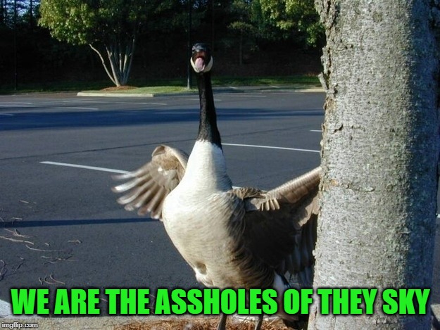 Hell geese | WE ARE THE ASSHOLES OF THEY SKY | image tagged in hell geese | made w/ Imgflip meme maker