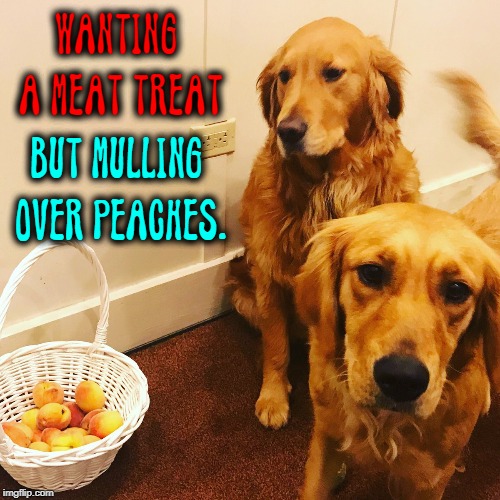 When You Love Bacon, but Tired of Begging | WANTING A MEAT TREAT; BUT MULLING OVER PEACHES. | image tagged in vince vance,dogs,peaches,beggin' strips,bacon,meat | made w/ Imgflip meme maker