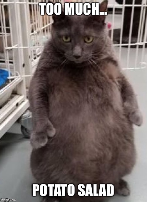 fat cat meme generator