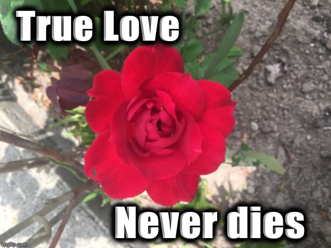 High Quality True love never dies red rose Blank Meme Template