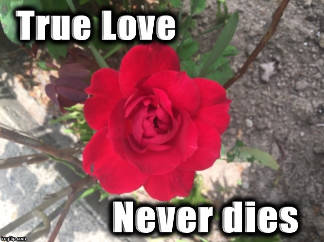 True love never dies red rose | image tagged in true love never dies red rose | made w/ Imgflip meme maker