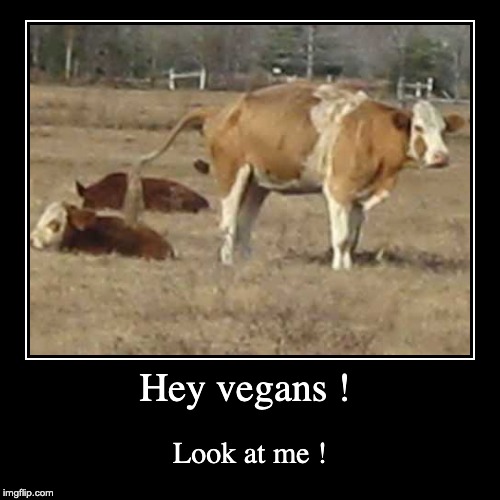Hey Vegans, how would you like your vegetables ? | image tagged in funny,demotivationals,cow,vegans | made w/ Imgflip demotivational maker