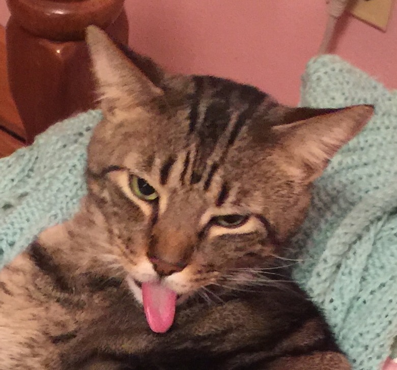 High Quality Cat raspberrry Blank Meme Template