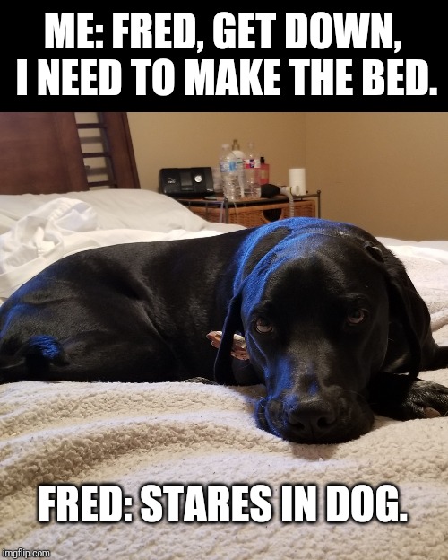 ME: FRED, GET DOWN, I NEED TO MAKE THE BED. FRED: STARES IN DOG. | image tagged in dogs,funny dogs,cute dogs | made w/ Imgflip meme maker