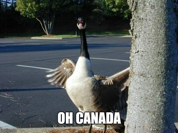 Hell geese | OH CANADA | image tagged in hell geese | made w/ Imgflip meme maker