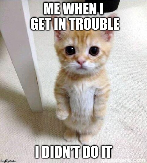 Cute Cat Meme | ME WHEN I GET IN TROUBLE; I DIDN'T DO IT | image tagged in memes,cute cat | made w/ Imgflip meme maker