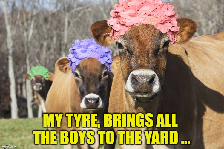 MY TYRE, BRINGS ALL THE BOYS TO THE YARD ... | made w/ Imgflip meme maker