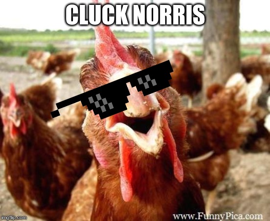 Chicken | CLUCK NORRIS | image tagged in chicken | made w/ Imgflip meme maker