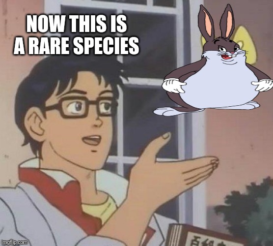 Is This A Pigeon Meme | NOW THIS IS A RARE SPECIES | image tagged in memes,is this a pigeon | made w/ Imgflip meme maker
