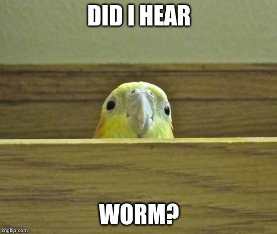 them birbs | DID I HEAR; WORM? | image tagged in the birb | made w/ Imgflip meme maker