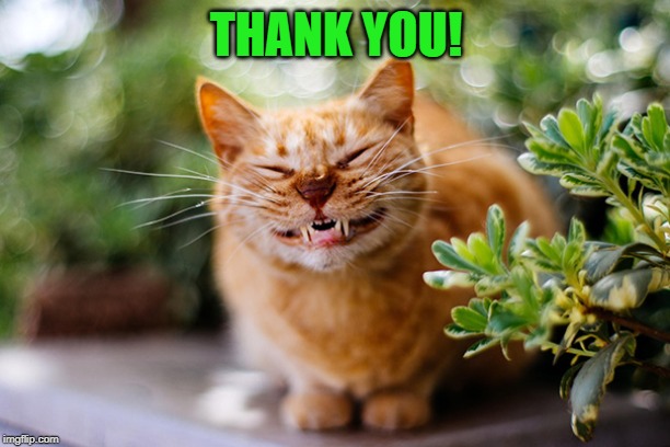 Cat smiling | THANK YOU! | image tagged in cat smiling | made w/ Imgflip meme maker