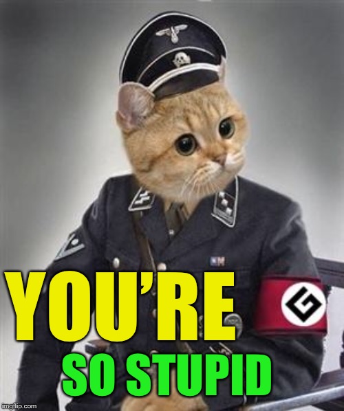 Grammar Nazi Cat | YOU’RE SO STUPID | image tagged in grammar nazi cat | made w/ Imgflip meme maker