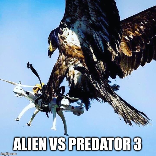 Probably the best movie in the series | ALIEN VS PREDATOR 3 | image tagged in eagle,drone | made w/ Imgflip meme maker