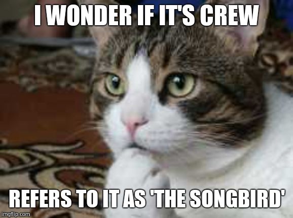 Ponder cat | I WONDER IF IT'S CREW REFERS TO IT AS 'THE SONGBIRD' | image tagged in ponder cat | made w/ Imgflip meme maker