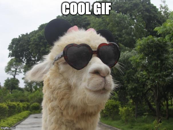 cool llama | COOL GIF | image tagged in cool llama | made w/ Imgflip meme maker