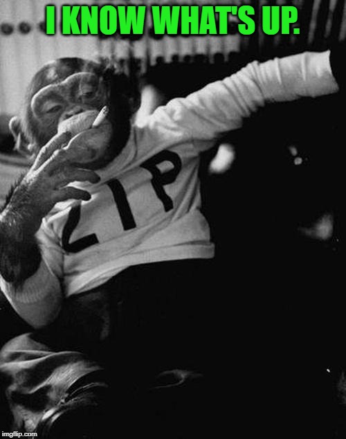 smoking monkey  | I KNOW WHAT'S UP. | image tagged in smoking monkey | made w/ Imgflip meme maker