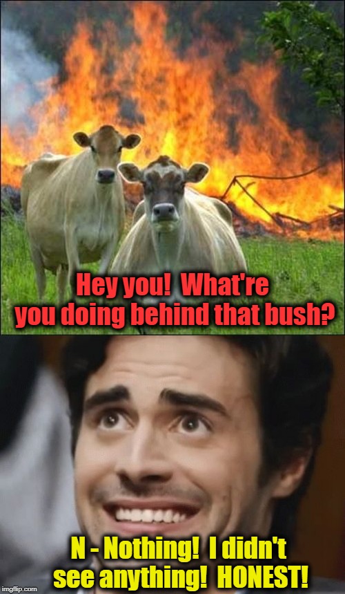 Dumb guy, he should've just RAN! | Hey you!  What're you doing behind that bush? N - Nothing!  I didn't see anything!  HONEST! | image tagged in memes,evil cows,nervous | made w/ Imgflip meme maker