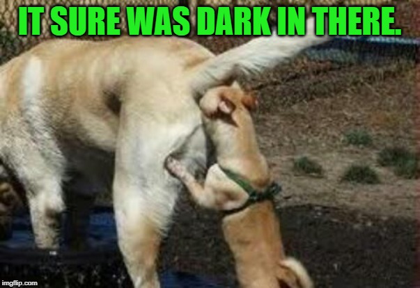 Brown noser | IT SURE WAS DARK IN THERE. | image tagged in brown noser | made w/ Imgflip meme maker