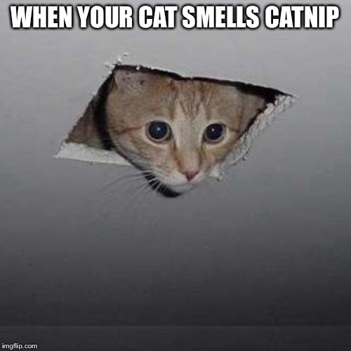 Did sombody bring catnip? | WHEN YOUR CAT SMELLS CATNIP | image tagged in memes,ceiling cat,cats,funny,catnip | made w/ Imgflip meme maker