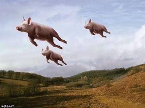 Pigs Fly | image tagged in pigs fly | made w/ Imgflip meme maker