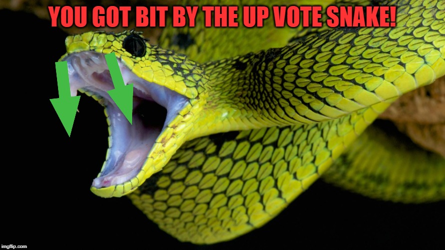 Up Vote Snake | YOU GOT BIT BY THE UP VOTE SNAKE! | image tagged in up vote snake | made w/ Imgflip meme maker