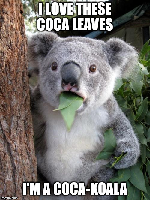 Surprised Koala | I LOVE THESE COCA LEAVES; I'M A COCA-KOALA | image tagged in memes,surprised koala | made w/ Imgflip meme maker
