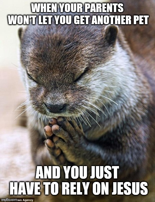 Thank you Lord Otter | WHEN YOUR PARENTS WON'T LET YOU GET ANOTHER PET; AND YOU JUST HAVE TO RELY ON JESUS | image tagged in thank you lord otter | made w/ Imgflip meme maker