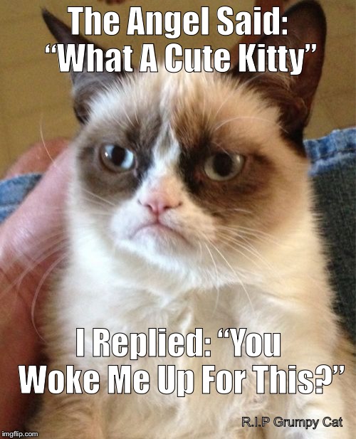 Grumpy Cat Meme | The Angel Said: “What A Cute Kitty”; I Replied: “You Woke Me Up For This?”; R.I.P Grumpy Cat | image tagged in memes,grumpy cat | made w/ Imgflip meme maker