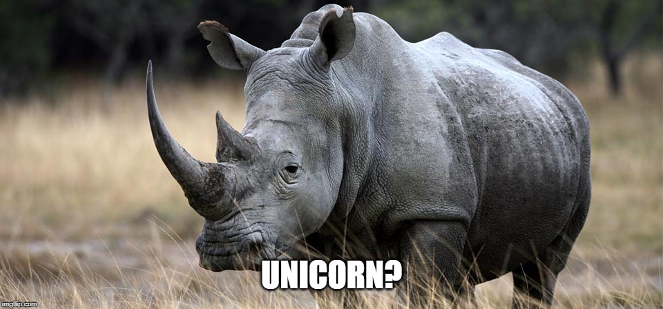 rhino | UNICORN? | image tagged in rhino | made w/ Imgflip meme maker