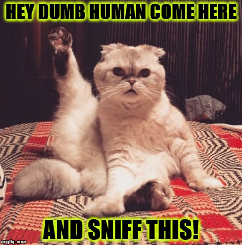 HEY HUMAN | HEY DUMB HUMAN COME HERE; AND SNIFF THIS! | image tagged in hey human | made w/ Imgflip meme maker