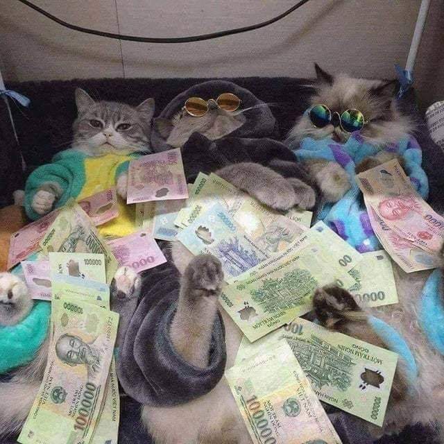 High Quality Rich Cat Blank Meme Template