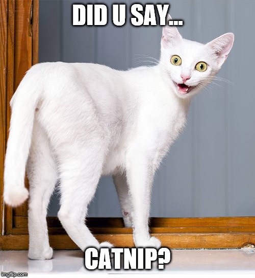 DID U SAY... CATNIP? | made w/ Imgflip meme maker