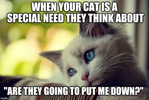 First World Problems Cat Meme | WHEN YOUR CAT IS A SPECIAL NEED THEY THINK ABOUT; "ARE THEY GOING TO PUT ME DOWN?" | image tagged in memes,first world problems cat | made w/ Imgflip meme maker