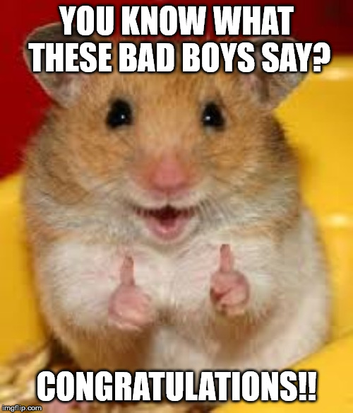 Thumbs up hamster  | YOU KNOW WHAT THESE BAD BOYS SAY? CONGRATULATIONS!! | image tagged in thumbs up hamster | made w/ Imgflip meme maker