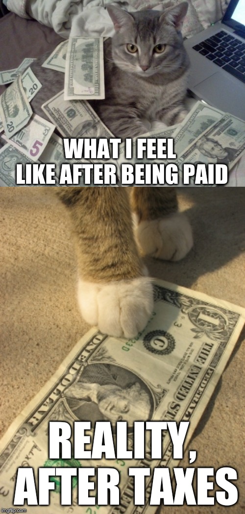 WHAT I FEEL LIKE AFTER BEING PAID REALITY, AFTER TAXES | image tagged in cat money | made w/ Imgflip meme maker