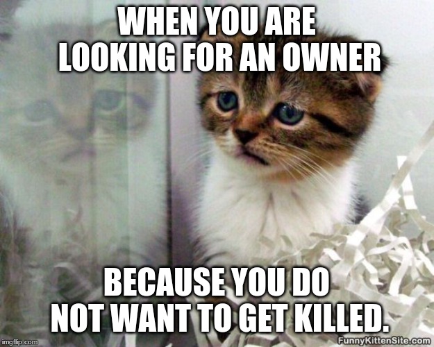 Sad Kitten | WHEN YOU ARE LOOKING FOR AN OWNER; BECAUSE YOU DO NOT WANT TO GET KILLED. | image tagged in sad kitten | made w/ Imgflip meme maker