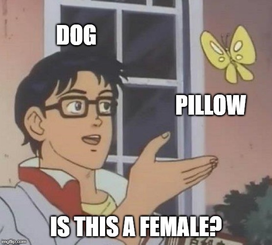 So True... | DOG; PILLOW; IS THIS A FEMALE? | image tagged in memes,is this a pigeon | made w/ Imgflip meme maker