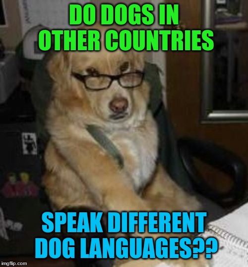 smart dog | DO DOGS IN OTHER COUNTRIES; SPEAK DIFFERENT DOG LANGUAGES?? | image tagged in smart dog | made w/ Imgflip meme maker