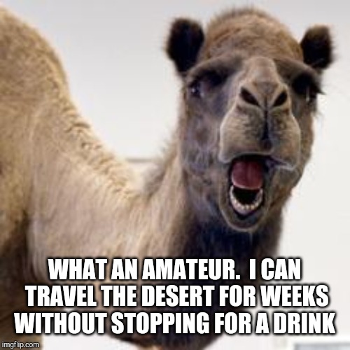 Camel | WHAT AN AMATEUR.  I CAN TRAVEL THE DESERT FOR WEEKS WITHOUT STOPPING FOR A DRINK | image tagged in camel | made w/ Imgflip meme maker