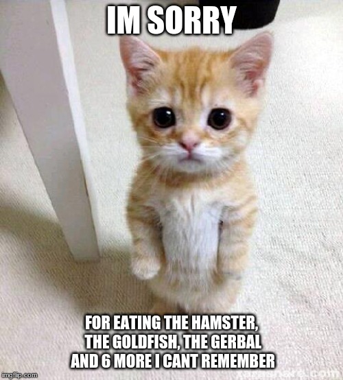Cute Cat Meme | IM SORRY; FOR EATING THE HAMSTER, THE GOLDFISH, THE GERBAL AND 6 MORE I CANT REMEMBER | image tagged in memes,cute cat | made w/ Imgflip meme maker