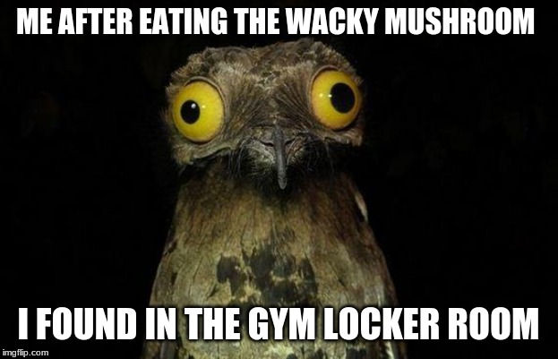 lol that one kid | ME AFTER EATING THE WACKY MUSHROOM; I FOUND IN THE GYM LOCKER ROOM | image tagged in memes,weird stuff i do potoo | made w/ Imgflip meme maker